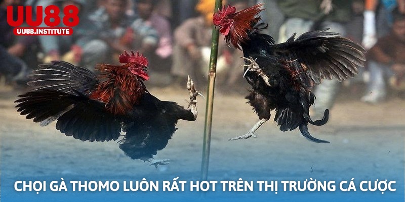 Chọi gà Thomo luôn rất hot  trên thị trường cá cược